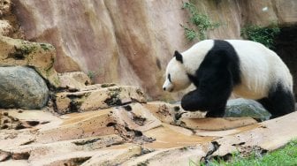 Seekor panda (Ailuropada melanoleuca) asal China di Istana Panda Indonesia, Taman Safari Indonesia Bogor, Jawa Barat, Sabtu (14/9). [Suara.com/Oke Atmaja]