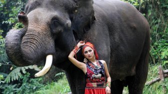 Model berpose dengan gajah Sumatera saat lomba foto satwa 2019 di Taman Safari Indonesia, Cisarua, Kabupaten Bogor, Jawa Barat, Sabtu (14/9). [Suara.com/Oke Atmaja]