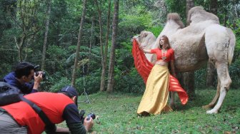 Sejumlah peserta memotret model dan onta saat lomba foto satwa 2019 di Taman Safari Indonesia, Cisarua, Kabupaten Bogor, Jawa Barat, Sabtu (14/9). [Suara.com/Oke Atmaja]