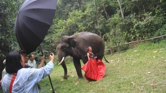 Peserta memotret model dan gajah Sumatera saat lomba foto satwa 2019 di Taman Safari Indonesia, Cisarua, Kabupaten Bogor, Jawa Barat, Sabtu (14/9). [Suara.com/Oke Atmaja]