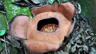 Bunga Langka Rafflesia Patma Mekar di Kebun Raya Bogor