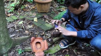 Bunga langka Rafflesia Patma mekar di Kebun Raya Bogor, Jawa Barat, Senin (16/9). [ANTARA FOTO/Arif Firmansyah]