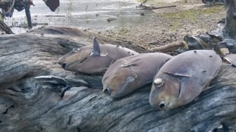 LIPI Dorong Riset untuk Temukan Hubungan Kematian Massal Ikan dan Gempa