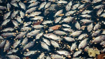 Ikan Mati Massal di Pantai Ambon Pertanda Tsunami? BMKG: Hoaks