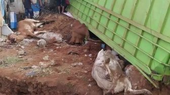 Viral Kecelakaan Truk di Lampung Timur, Warganet Malah Kasihan Sama Sapi