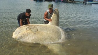 LIPI Segera Ungkap Pemicu Kematian Massal Ikan Laut Dalam di Ambon