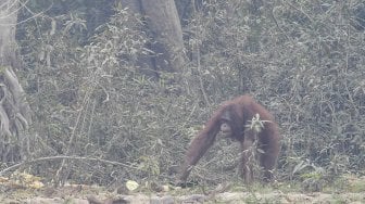 Seekor orang utan (Pongo pygmaeus) berada di lokasi pra-pelepasliaran di Pulau Kaja, Sei Gohong, Palangka Raya, Kalimantan Tengah, Kamis (19/9). [ANTARA FOTO/Hafidz Mubarak]