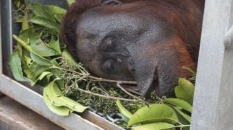 Kebakaran Hutan Kalimantan, Orangutan Selamatkan Diri dan Dievakuasi