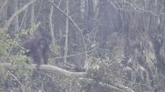 Seekor orang utan (Pongo pygmaeus) berada di lokasi pra-pelepasliaran di Pulau Kaja, Sei Gohong, Palangka Raya, Kalimantan Tengah, Kamis (19/9). [ANTARA FOTO/Hafidz Mubarak]