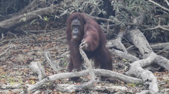 Seekor orang utan (Pongo pygmaeus) berada di lokasi pra-pelepasliaran di Pulau Kaja, Sei Gohong, Palangka Raya, Kalimantan Tengah, Kamis (19/9). [ANTARA FOTO/Hafidz Mubarak]