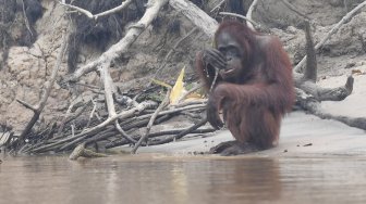 Mencegah Kepunahan Massal Primata Indonesia pada 2050
