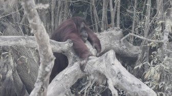 Seekor orang utan (Pongo pygmaeus) berada di lokasi pra-pelepasliaran di Pulau Kaja, Sei Gohong, Palangka Raya, Kalimantan Tengah, Kamis (19/9). [ANTARA FOTO/Hafidz Mubarak]