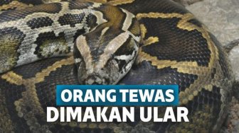 Hilang 2 Hari, Pria Ini Ditemukan Tewas di dalam Perut Seekor Ular Piton