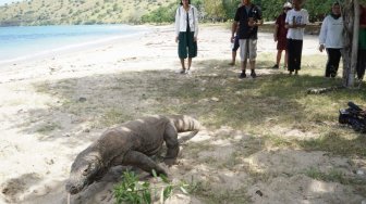 #SaveKomodo: Biar Saja Pulau Komodo Tetap Liar, Di Situ Letak Keindahannya