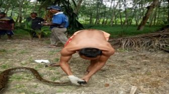 Warga Dikejutkan Seekor Ular Piton Dekati Pemukiman