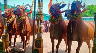 Bermula Dari Tradisi Petani Madura, Sapi Sonok Diwariskan Turun Temurun