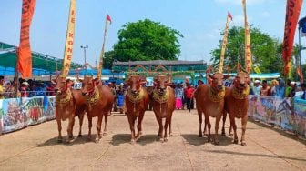 Sumenep Gelar Tradisi Sapi Sonok, 60 Pasang Sapi Adu Cantik