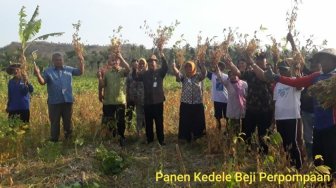 Kemarau Panjang, Petani Gunungkidul Panen Kedelai