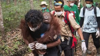 Orangutan jantan yang diberi nama Jerit digendong anggota Tim Medis International Animal Rescue (IAR) Indonesia saat dievakuasi di Desa Kuala Satong, Kecamatan Matan Hilir Utara, Kabupaten Ketapang, Kalimantan Barat, Sabtu (21/9). [ANTARA FOTO]