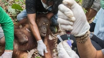 Orangutan jantan yang diberi nama Jerit diperiksa anggota Tim Medis International Animal Rescue (IAR) Indonesia saat ditemukan di Desa Kuala Satong, Kecamatan Matan Hilir Utara, Kabupaten Ketapang, Kalimantan Barat, Sabtu (21/9). [ANTARA FOTO]
