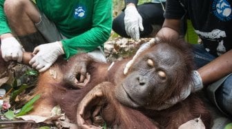 Orangutan jantan yang diberi nama Jerit diperiksa anggota Tim Medis International Animal Rescue (IAR) Indonesia saat ditemukan di Desa Kuala Satong, Kecamatan Matan Hilir Utara, Kabupaten Ketapang, Kalimantan Barat, Sabtu (21/9). [ANTARA FOTO]
