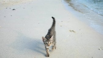 Kenalan dengan Gracie, Kucing yang Suka Pantai dan Jago Berenang