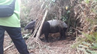 Seekor Tapir Ditemukan Terjerat di Kebun Sawit