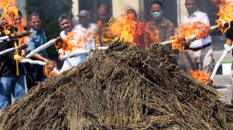 Pemusnahan 350 Kilogram Ganja di Aceh