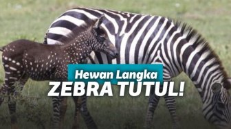 Bikin Ilmuwan Takjub! Spesies Langka Zebra Muncul di Kenya