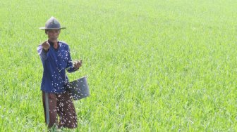 Pupuk Subsidi hanya untuk Petani yang Tergabung dalam Kelompok Tani