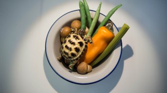 Turtle Soup alias sup kura-kura dari Cina dipamerkan pada acara Disgusting Food Museum atau Museum Makanan Menjijikan di Nantes, Perancis, Rabu (24/9). [LOIC VENANCE/AFP]