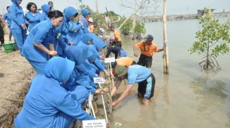 Penanaman Mangrove di Yogyakarta Raih Rekor MURI