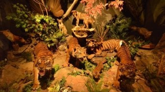 Kenalan dengan 2.600 Binatang di Rahmat International Wildlife Museum