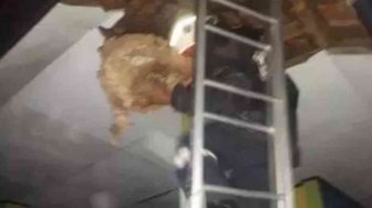Pria Paruh Baya Tewas Diserang Tawon Ndas di Bekasi