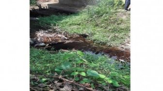 Banyak Ikan Mati, Pabrik CPO di Kuansing Diduga Buang Limbah Ke Sungai