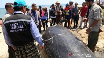 Belasan Paus Terdampar di Pulau Sabu, Ini Penjelasannya