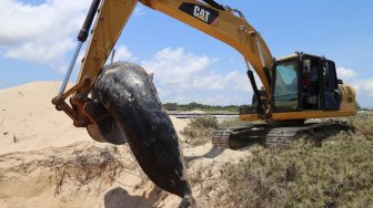 Petugas menggunakan alat berat memindahkan seekor paus jenis pilot yang mati akibat terdampar untuk dikubur di pesisir pantai desa Manie, Kabupaten Sabu Raijua, NTT, Jumat (11/10). [ANTARA FOTO/HUMAS BKKPN KUPANG]