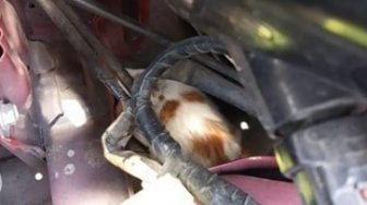 Sudah Jalan 2 Kilometer, Pemobil Baru Sadar Ada Kucing di Ruang Mesin