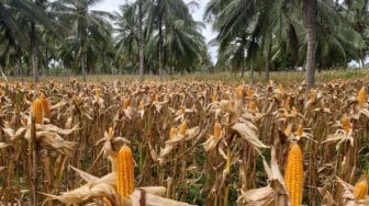 Percepat Pemulihan Bencana di Sinabung, Kementan Beri Bantuan Benih Jagung