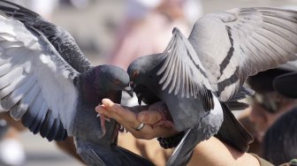 Pelihara Merpati Jadi Hobi yang Populer Lagi di Turki