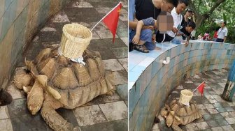 Tempel Keranjang ke Kura-kura Hidup, Kebun Binatang Ini Tuai Kecaman