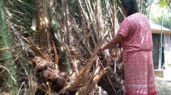 Dilema Petani Salak Menanti Panen Raya