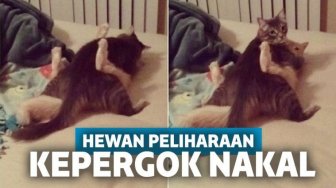 15 Kenakalan Hewan Peliharaan Ini Bikin Naik Darah!