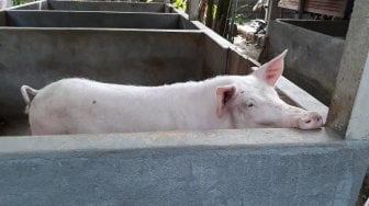 Desa Bongkasa Pertiwi, Olah Kotoran Babi Jadi Wisata Biogas di Bali