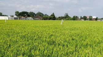 Bila Pupuk Kurang atau Berlebih, Kementan Izinkan Daerah Lakukan Realokasi