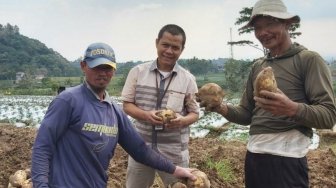 Ubi Jalar Karanganyar Untung Besar dan Ekspor ke Korea