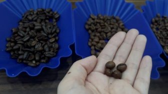 Mengenal Kopi Lanang, Biji Kopi Langka Tak Berkeping Dua