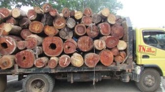 Tampung Kayu Illegal, Direktur PT Tegar Nusantara Indah Ditahan