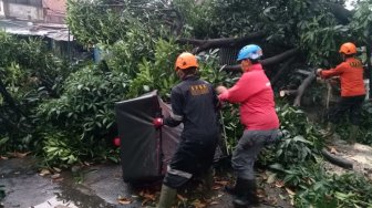 Hujan dan Angin Besar, Pohon di Bogor Tumbang Menimpa Kakek Pengayuh Becak