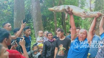 Sembunyi di Kolong Jembatan, Warga Tangkap Buaya Sungai Cikaso Sukabumi